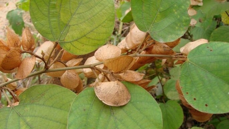Cây Tóp mỡ tròn - Flemingia chappar Ham. ex Benth