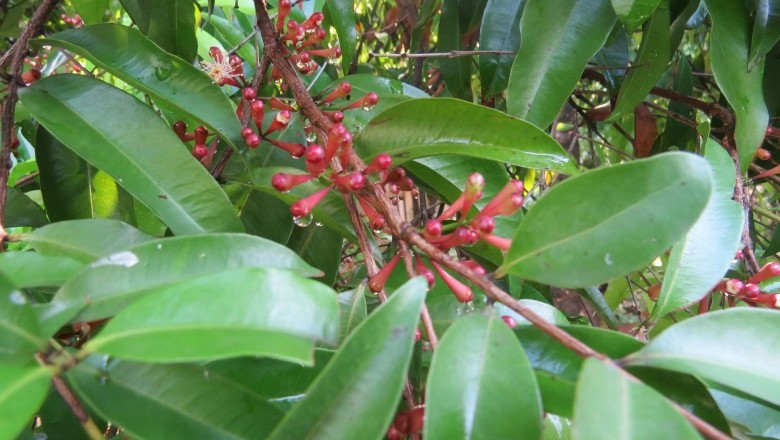 Cây Trâm trắng - Syzygium wightianum Wight et Arn
