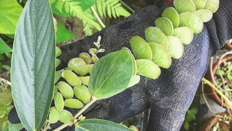 Cây Tóp mỡ suối, Nham đậu - Flemingia strobdilifera (L.) Ait. f. var. fluminalis (Prain) Thuần (F. fluminalis C. B. Clarke ex Prain)