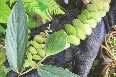 Cây Tóp mỡ suối, Nham đậu - Flemingia strobdilifera (L.) Ait. f. var. fluminalis (Prain) Thuần (F. fluminalis C. B. Clarke ex Prain)