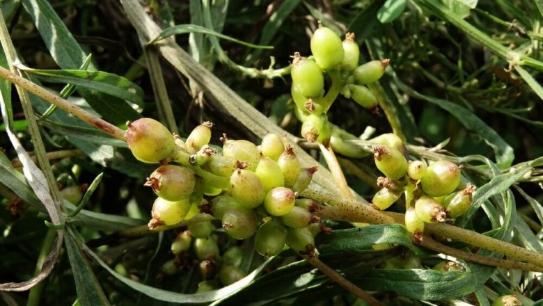 Cây Tơ hồng Nhật, Tơ hồng lớn - Cuscuta japonica Choisy