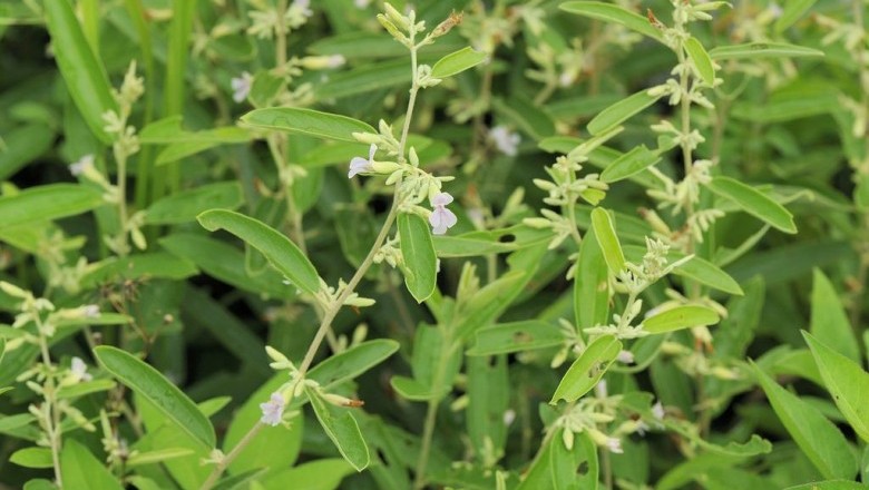 Cây Tổ kén, Dó hẹp - Helicteres angustifolia L