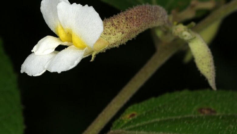 Cây Tổ kén hoa trắng, Dó trìn - Helicteres viscida Blume