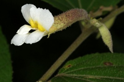 Cây Tổ kén hoa trắng, Dó trìn - Helicteres viscida Blume