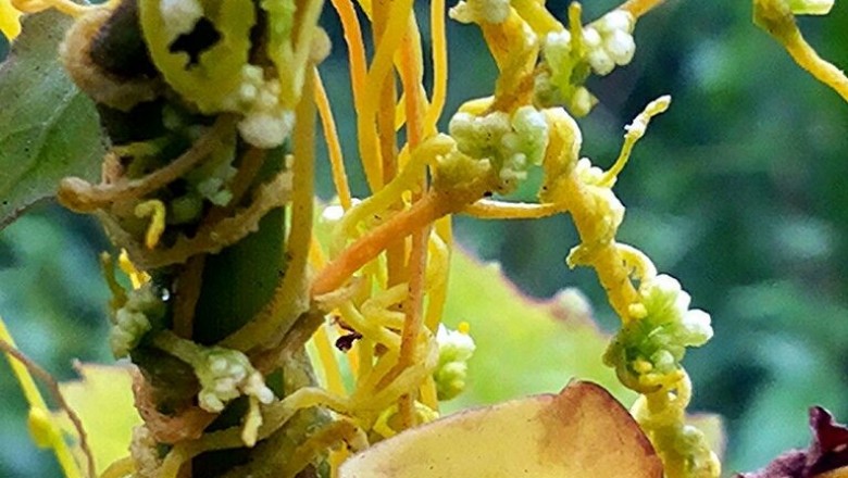Cây Tơ hồng nam - Cuscuta australis R. Br