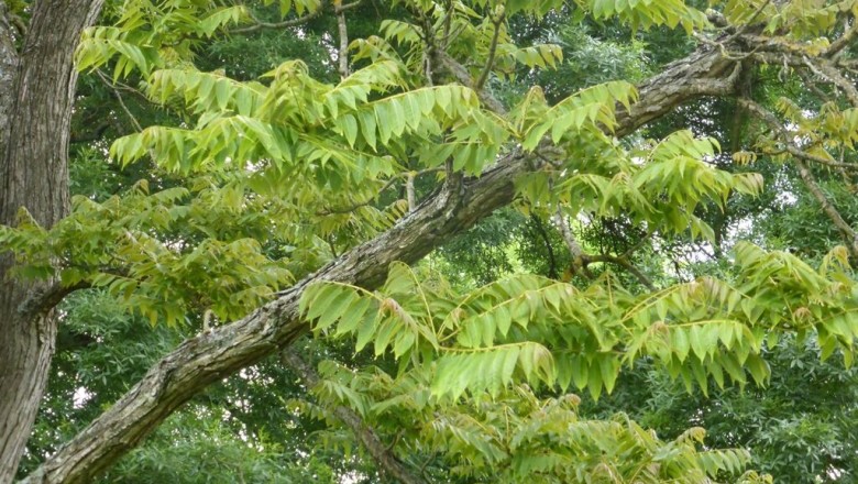 Cây Tông dù, Hương xuân - Toona sinensis (A. Juss.) Roem. (Cedrela sinensis A. Juss.)