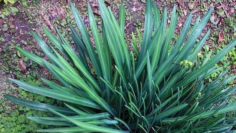 Cây Tỏi trời hoa vàng, Thoát bào lan - Lycoris aurea (L'Hér.) Herb