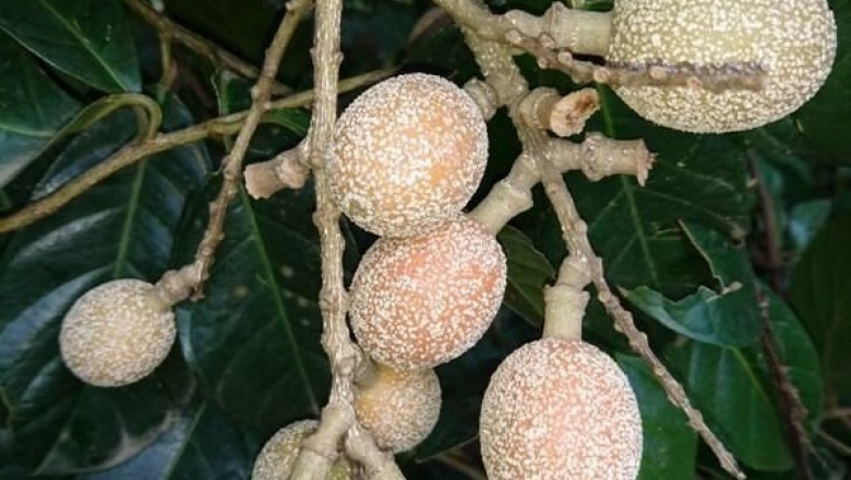 Cây Tôn nấm, Ban quả đằng - Stixis suaveolens (Roxb) Pierre