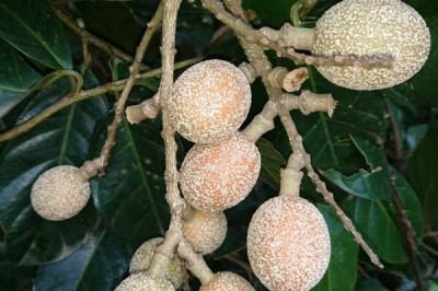 Cây Tôn nấm, Ban quả đằng - Stixis suaveolens (Roxb) Pierre