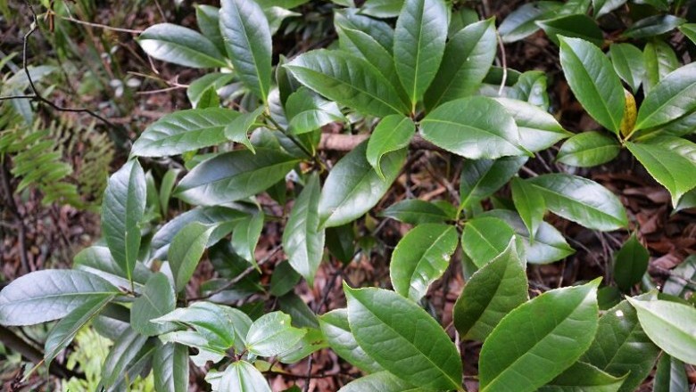 Cây Tô hạp Trung Quốc, Tầm thụ - Altingia chinensis (Benth.) Oliv. ex Hance