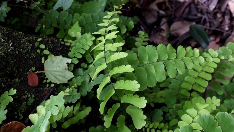 Cây Tóc thần Philippin, Ráng nguyệt xỉ Philippin. Ðuôi chồn lệch - Adiantum philippense