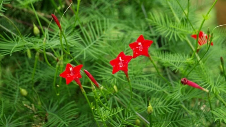 Cây Tóc tiên dây, Dương leo - Quamoclit pennata (Lam.) Bojer (Ipoimoea quamoclit L.,)