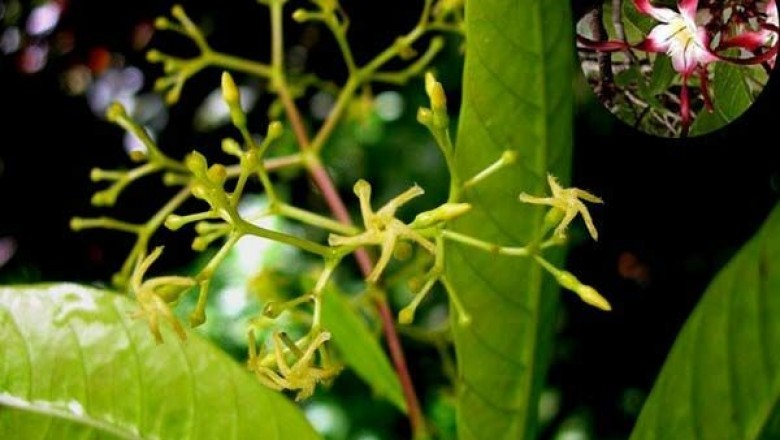 Cây Tốc thằng cáng - Anodendron manubrium Merr. (A. paniculatum A. DC.)