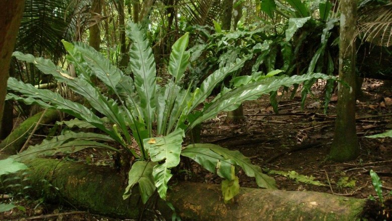 Cây Tổ điểu, Tổ chim - Asplenium nidus L. (Neottopteris nidus (L.) J. Sm)