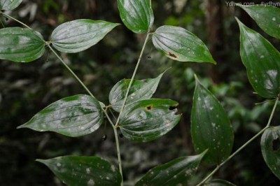 Cây Tóc tiên rừng hoa cựa - Disporum calcuratum D. Don
