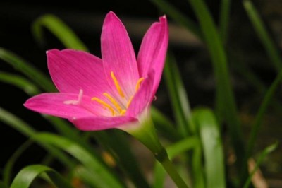 Cây Tóc tiên hoa đỏ, Lan báo vũ, Phong huệ - Zephyranthes rosea (Spreng) Lindl