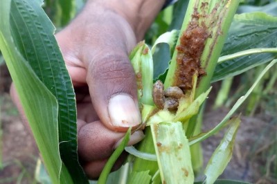 Loài sâu 'không thể diệt' xuất hiện ở Thái Lan