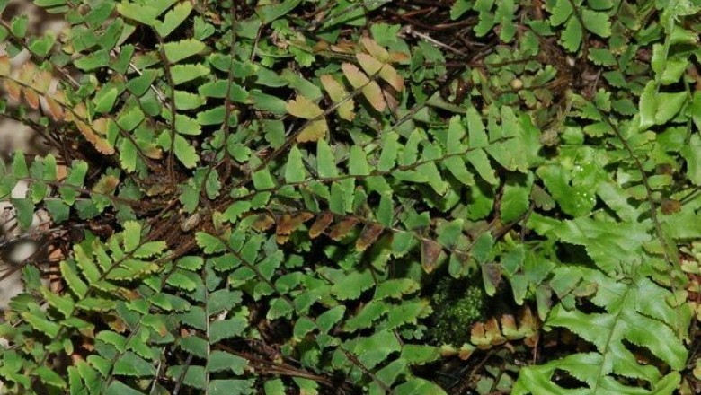 Cây Tóc thần đuôi, Cây đuôi chồn - Adiantum caudatum L
