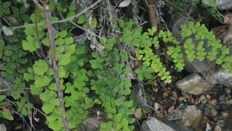 Cây Tóc thần, Ráng trắc - Adiantum capillus - veneris L