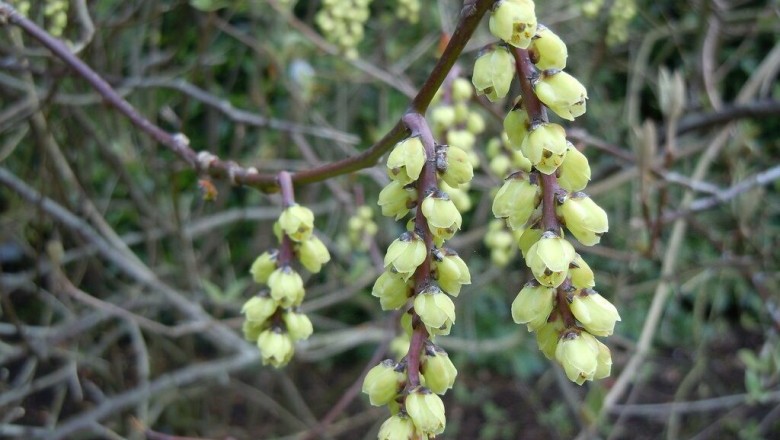 Cây Tinh tiết - Stachyurus chinensis Franch