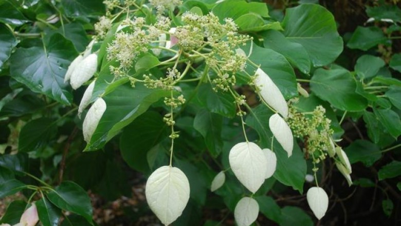 Cây Toàn địa phong, Bạch thư - Schizophragma integrifolium (Franch.) Oliv