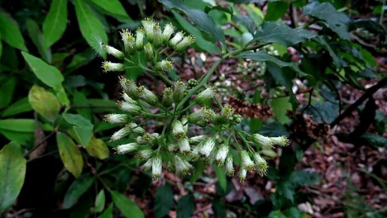 Cây Tiểu thiệt, Vi thiệt - Microglossa pyrifolia (Lam.) O. Ktze (Conyza pyrifolia Lam., M. volubilis DC.)