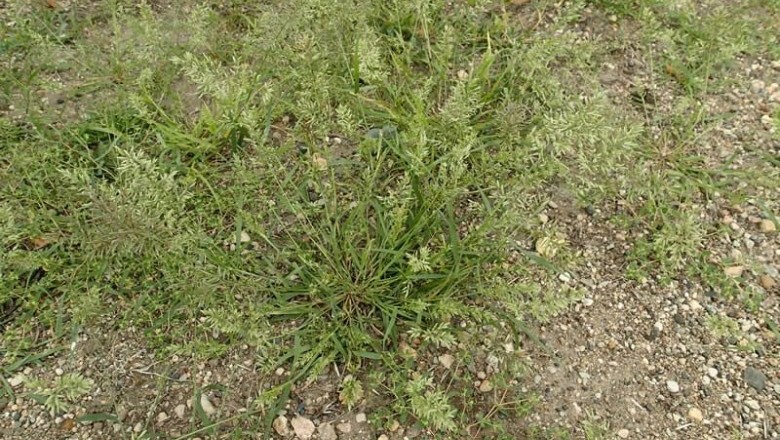 Cây Tinh thảo, Cỏ bông lớn - Eragrostis cilianensis (All.) Vignolo-Lutati