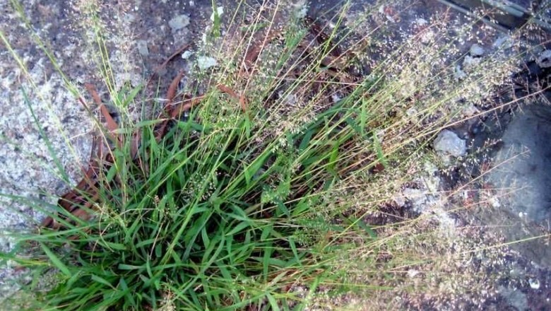 Cây Tinh thảo Nhật, Loạn thảo - Eragrostis japonica (Thunb.) Trin