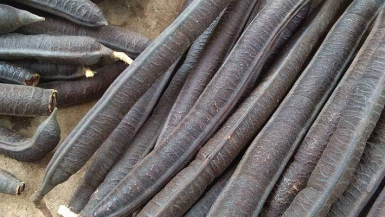 Cây ô môi hay quả ô môi và tác dụng chữa bệnh