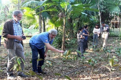 Trồng loài cây thuốc quý, bán 350 ngàn/kg, làm dược liệu cho ngành Đông y
