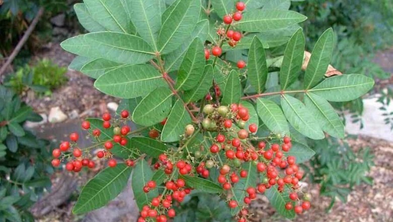 Cây Tiêu giả, Tiêu Brazin - Schinus terebinthifolius Raddi