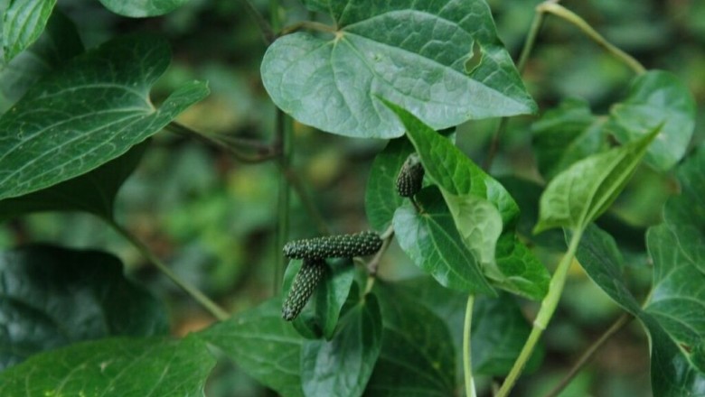 Cây Tiêu lốt, Tất bạt - Piper longum L