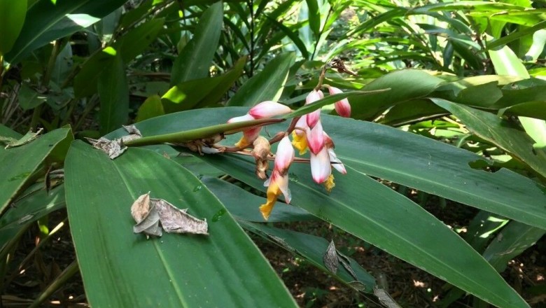 Cây Tiểu đậu khấu - Elettaria cardamomum White et Maton