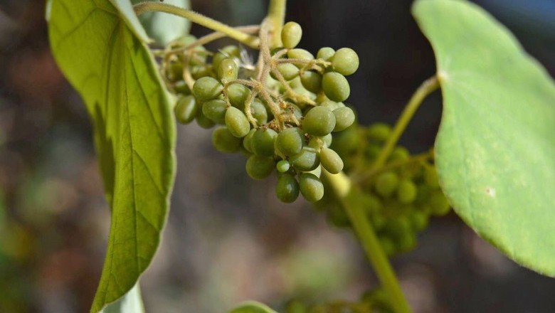 Cây Tiết dê lá dày, Dây châu đảo - Pericampylus glaucus (Lam.) Merr