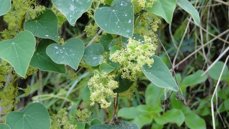 Cây Tiết dê lông, Hồ đằng lông, Mối tròn, Cây mối nắm - Cissampelos pareira L. var. hirsula (DC.) Forman