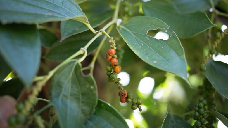 Cây Tiêu, Hồ tiêu - Piper nigrum L