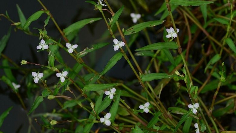 Cây Thủy trúc diệp, Rau rươi quả ba cạnh - Murdannia triquetra (Wall.) Bruchn. (Aneilema triquetra Wall., A. nutans Lévl.)