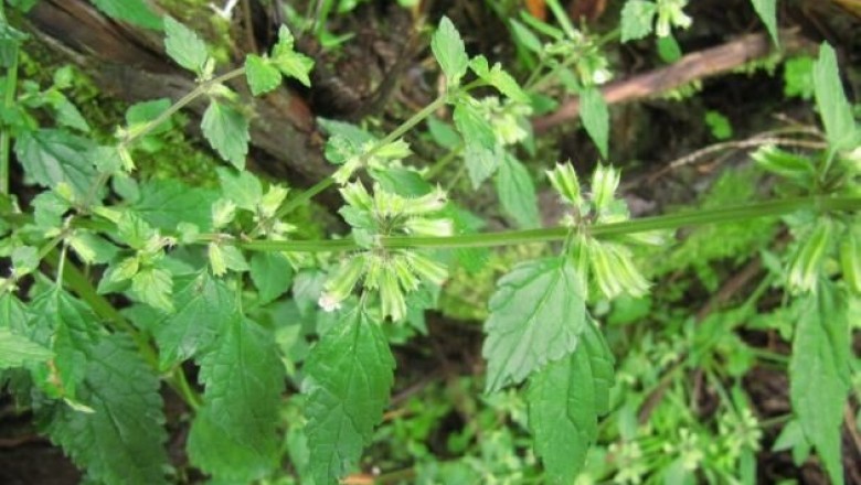Cây Tía tô đất, Kinh giới đất - Melissa axillarts (Benth.) Bakh. f. (M. parviflora Benth.)