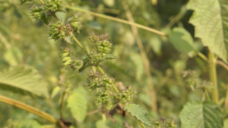 Cây Tía tô dại, Hoắc hương dại, É lớn tròng - Hyptis suaveolens (L.) Poit