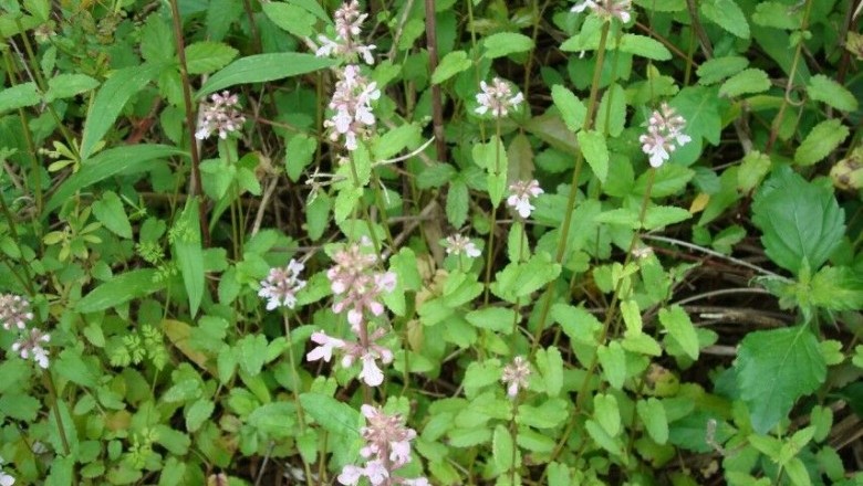 Cây Thủy tô lá thuôn, Cây hoa bông, Chích đồng thái, Dã du ma - Stachys oblongifolia Benth