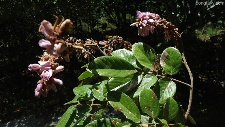 Cây Tiễn quả - Lonchocarpus sericeus (Poir.) DC