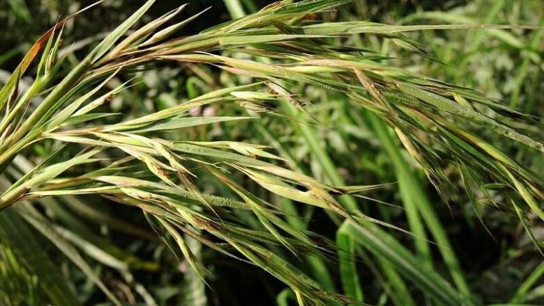 Cây Tiêm, Cỏ dễ, Lô lông - Themeda gigantea Hack. var. villosa (Poir.) Keng (T. villosa (Poir.) A Camus)