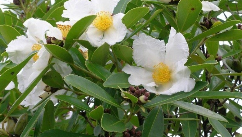 Cây Ti âm hoa nách. Đại đầu trà, Thiết bạch đào, Gò đồng nách - Gordonia axillaris (Roxb.) Dietr. (Camellia axillaris Roxb. ex Ker)