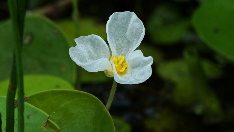 Cây Thủy miết, Cây lá sắn - Hydrocharis dubia (Blume) Backer (Pontederia dubia Blume, H. asiatica Miq.)