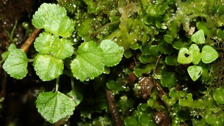 Cây Thủy ma lùn, Oải lãnh Thủy hoa - Pilea peploides (Gaudich.) Hook. et Arn