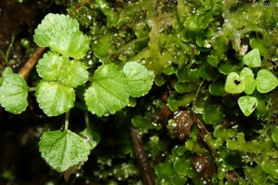 Cây Thủy ma lùn, Oải lãnh Thủy hoa - Pilea peploides (Gaudich.) Hook. et Arn