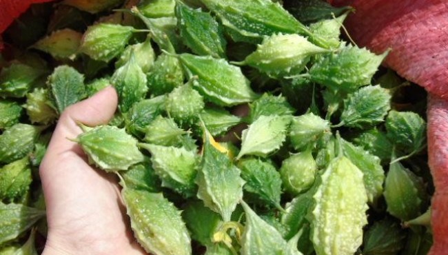 Nông dân trồng khổ qua rừng kiếm 400 triệu đồng mỗi năm