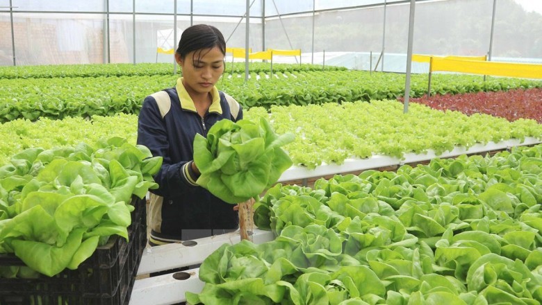 Hướng dẫn hoạt động chứng nhận nông nghiệp hữu cơ