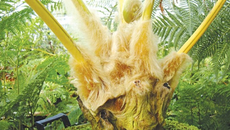 Vị thuốc Cẩu tích
