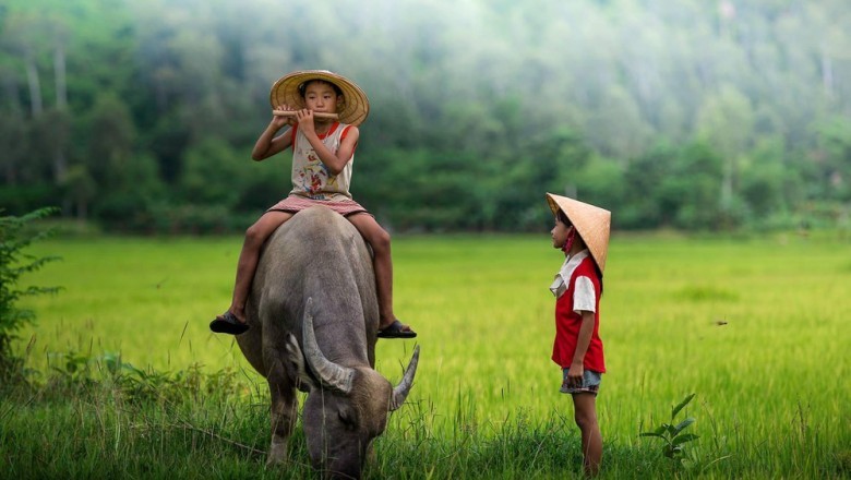 Suy nghiệm lời Phật: Giữ tâm như chăn trâu